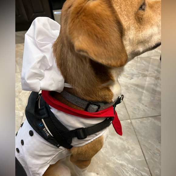 Dog chef costume, chef Ruffgang set - Picture 6 of 8